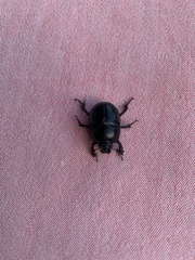 Anoplotrupes stercorosus