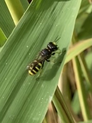 Ectemnius cephalotes