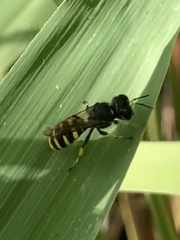 Ectemnius cephalotes