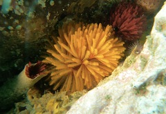 Eudistylia polymorpha
