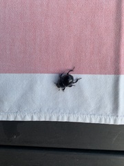 Anoplotrupes stercorosus