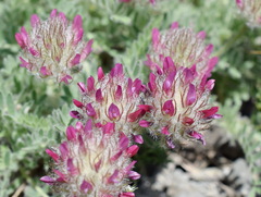 Astragalus setosulus