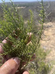 Xylothamia diffusa