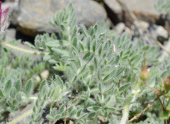 Astragalus setosulus