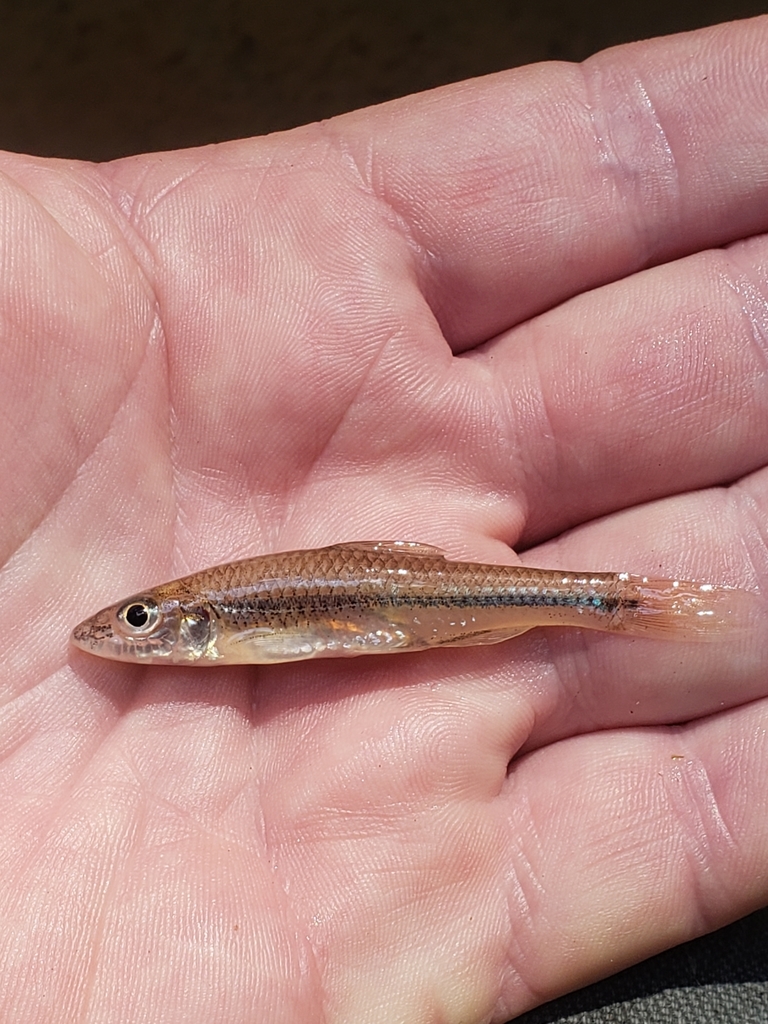 Longjaw Minnow (Fishes of Middle Georgia) · iNaturalist