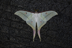 Actias selene