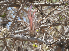 Tillandsia circinnatioides