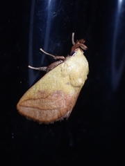 Monema flavescens