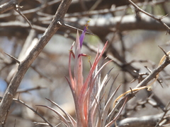 Tillandsia circinnatioides