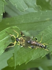 Xylomya terminalis
