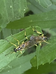 Xylomya terminalis