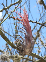Tillandsia circinnatioides