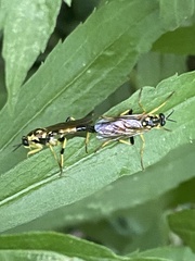 Xylomya terminalis