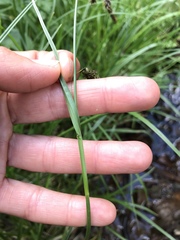 Carex frigida