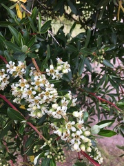Escallonia resinosa