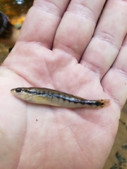 Percina nigrofasciata