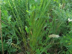 Melica transsilvanica