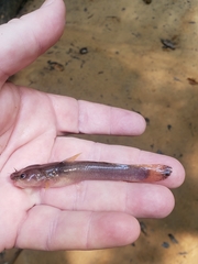 Noturus leptacanthus