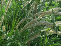 Melica transsilvanica