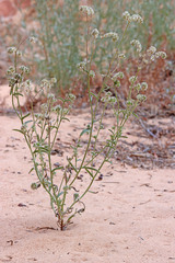 Cryptantha crassisepala elachantha