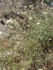 Daucus carota hispanicus