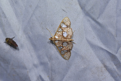 Glyphodes canthusalis