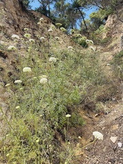 Daucus carota hispanicus
