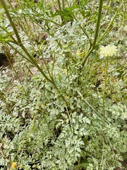 Daucus carota hispanicus
