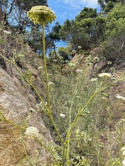 Daucus carota hispanicus