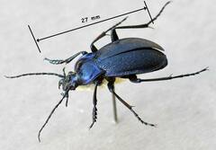 Carabus catenulatus