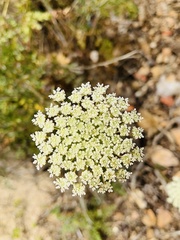 Daucus carota hispanicus