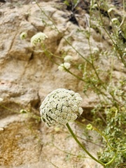 Daucus carota hispanicus