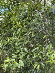 Ilex krugiana