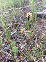 Carex concinnoides