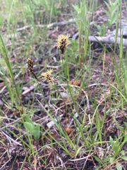 Carex concinnoides