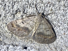 Macaria loricaria