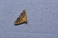 Nosophora