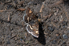 Pyrausta porphyralis