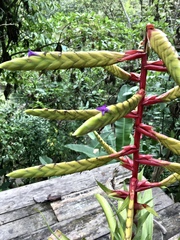 Tillandsia fendleri