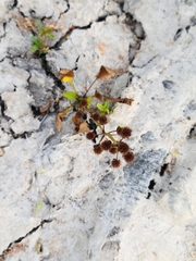 Echinodorus berteroi