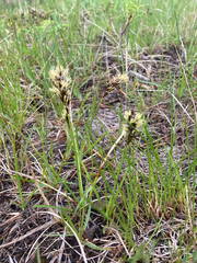 Carex concinnoides
