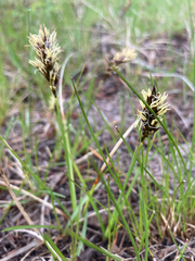 Carex concinnoides