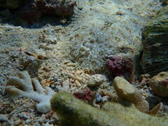 Pardachirus marmoratus