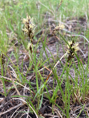 Carex concinnoides