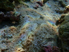 Pardachirus marmoratus