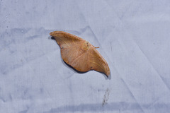 Oreta sanguinea