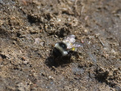 Bombus patagiatus