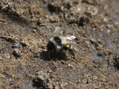 Bombus patagiatus