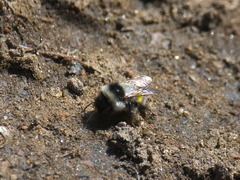 Bombus patagiatus