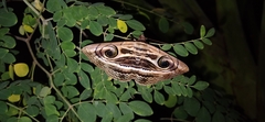Spirama retorta